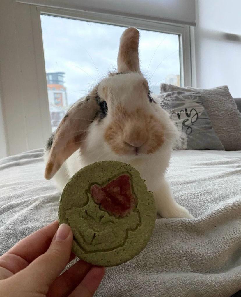 Judy the bunny